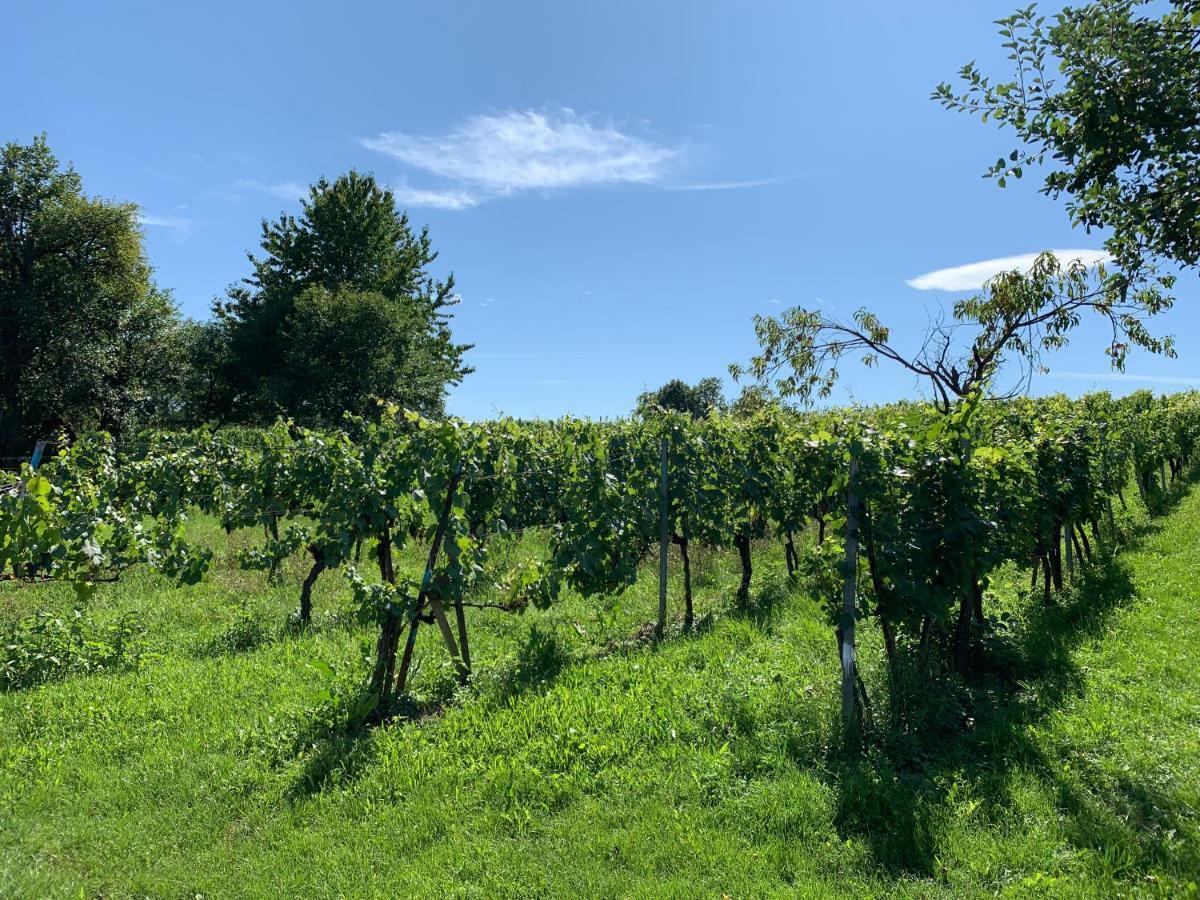 Urlaub Im Weingarten Winten (Burgenland) Exterior foto